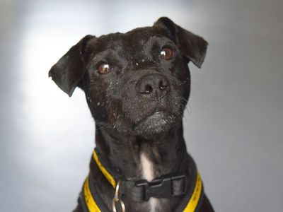 Ernie | Terrier (Patterdale) | Harefield West London - 1