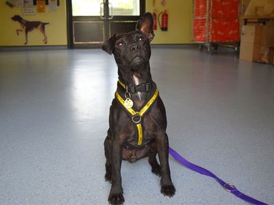 Ernie | Terrier (Patterdale) | Harefield West London - 3