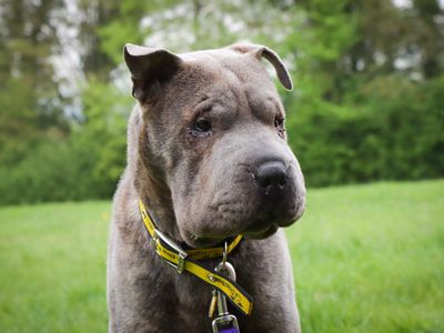 Blue | Shar Pei | Evesham (Worcestershire) - 1