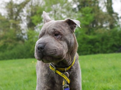 Blue | Shar Pei | Evesham (Worcestershire) - 3