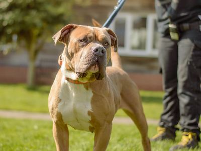 Rosie | American Bulldog Cross | Kenilworth (West Midlands) - 1