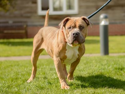 Rosie | American Bulldog Cross | Kenilworth (West Midlands) - 3