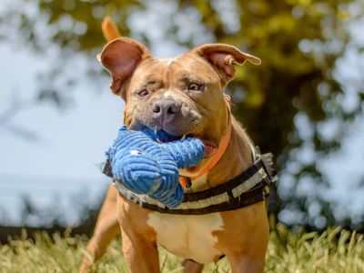 Rosie | American Bulldog Cross | Kenilworth (West Midlands) - 3