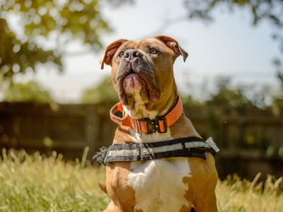 Rosie | American Bulldog Cross | Kenilworth (West Midlands) - 5