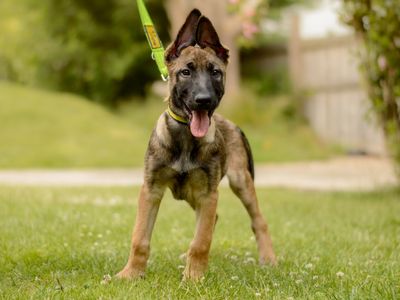 Bodhi | Belgian Shepherd Dog (Malinois) | Kenilworth (West Midlands) - 3