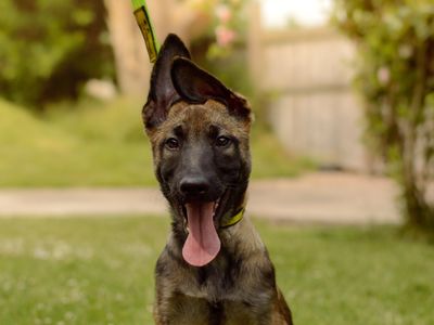 Bodhi | Belgian Shepherd Dog (Malinois) | Kenilworth (West Midlands) - 2