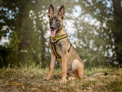 Bodhi | Belgian Shepherd Dog (Malinois) | Kenilworth (West Midlands) - 3