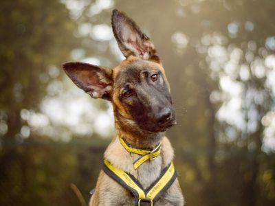 Bodhi | Belgian Shepherd Dog (Malinois) | Kenilworth (West Midlands) - 5