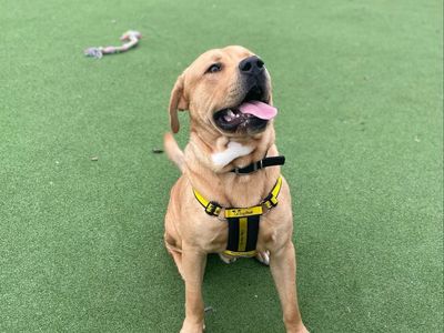 Quaver | Retriever (Labrador) Cross | Shrewsbury (Shropshire) - 4