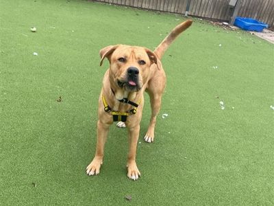 Quaver | Retriever (Labrador) Cross | Shrewsbury (Shropshire) - 2