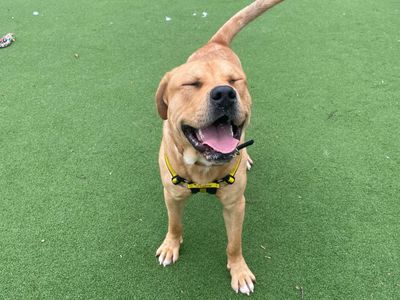 Quaver | Retriever (Labrador) Cross | Shrewsbury (Shropshire) - 1