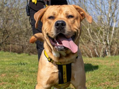 Quaver | Retriever (Labrador) Cross | Shrewsbury (Shropshire) - 3