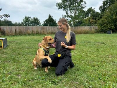 Quaver | Retriever (Labrador) Cross | Shrewsbury (Shropshire) - 5