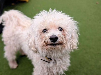Meekon | Bichon Frise | Cardiff - 5