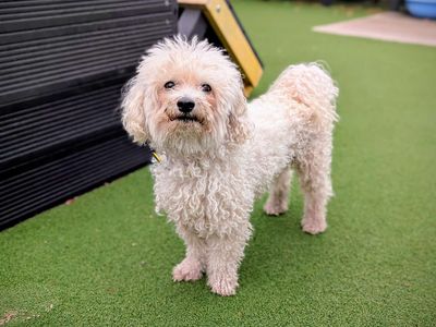 Meekon | Bichon Frise | Cardiff - 3