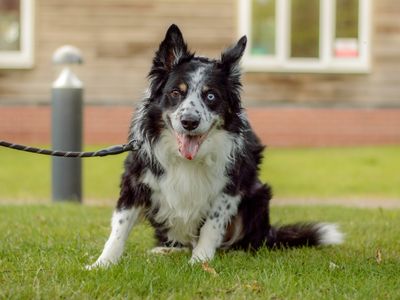 Ansel | Collie (Border) | Kenilworth (West Midlands) - 1