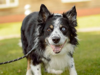 Ansel | Collie (Border) | Kenilworth (West Midlands) - 3