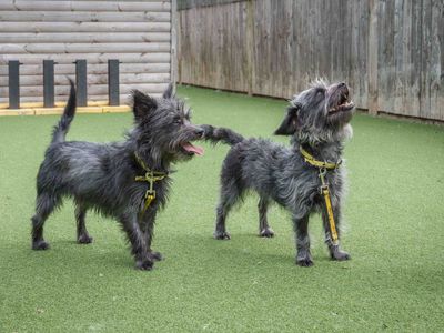 Toto. | Crossbreed | Loughborough - 5