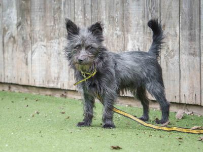 Toto. | Crossbreed | Loughborough - 3