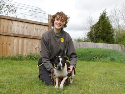 Fuji | Terrier (Staffordshire Bull) Cross | Evesham (Worcestershire) - 3