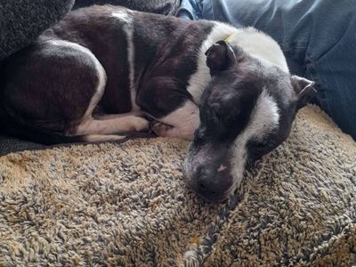 Fuji | Terrier (Staffordshire Bull) Cross | Evesham (Worcestershire) - 1