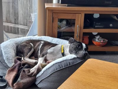 Fuji | Terrier (Staffordshire Bull) Cross | Evesham (Worcestershire) - 3