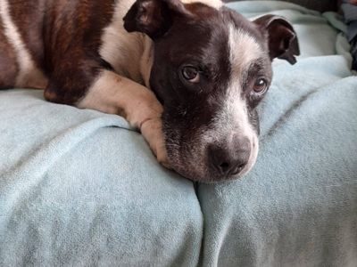 Fuji | Terrier (Staffordshire Bull) Cross | Evesham (Worcestershire) - 5