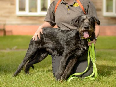 Ella | Lurcher Cross | Kenilworth (West Midlands) - 3
