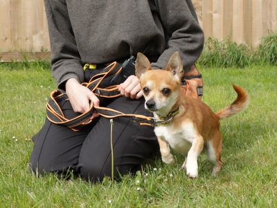 Wasabi | Chihuahua (Smooth Coat) Cross | Evesham (Worcestershire) - 2