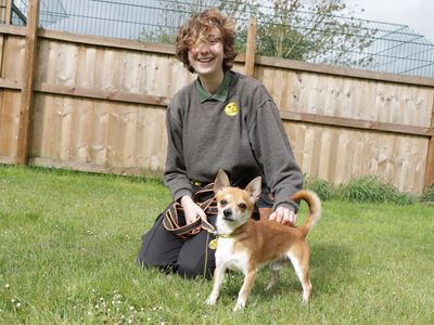 Wasabi | Chihuahua (Smooth Coat) Cross | Evesham (Worcestershire) - 3