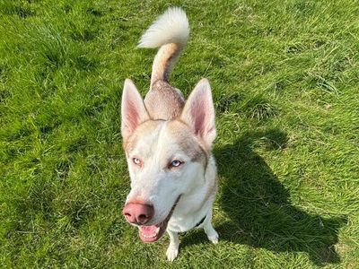 Juice | Siberian Husky Cross | Shrewsbury (Shropshire) - 3