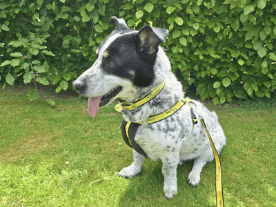 Domino | Collie (Rough) Cross | Dundee rehoming - 5