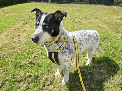 Domino | Collie (Rough) Cross | Dundee rehoming - 3