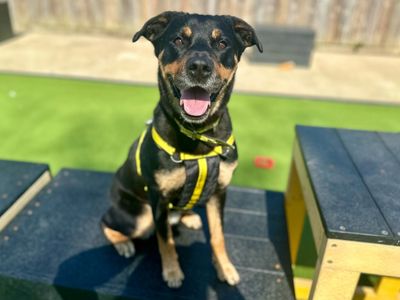 Roxy | Rottweiler | Canterbury - 5