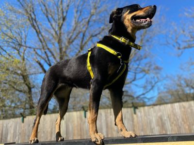 Roxy | Rottweiler | Canterbury - 3