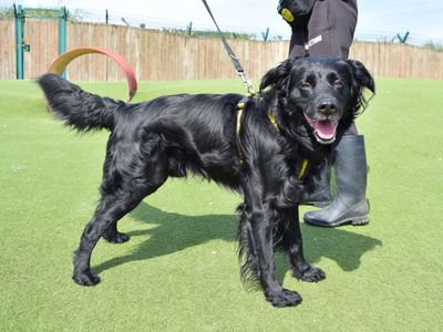 William | Collie (Border) | Harefield West London - 1