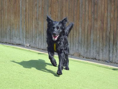 William | Collie (Border) | Harefield West London - 3