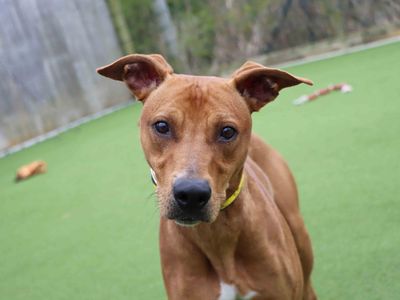 Jaffa | Lurcher Cross | Darlington - 3