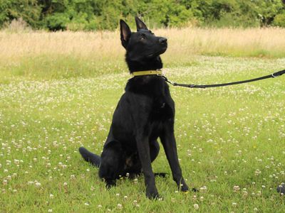Dave | German Shepherd Dog Cross | Newbury (Berkshire) - 3