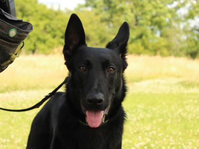 Dave | German Shepherd Dog Cross | Newbury (Berkshire) - 5