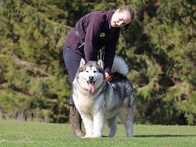 Fennel | Alaskan Malamute | Leeds - 3