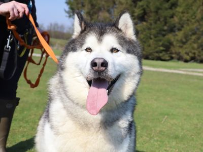 Fennel | Alaskan Malamute | Leeds - 1