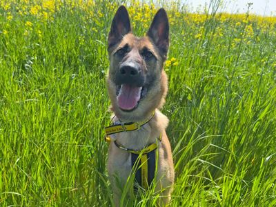 Cheeka | German Shepherd Dog | Basildon (Essex) - 3