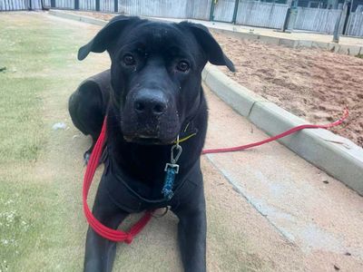 Rufus | Italian Corso Dog Cross | Manchester - 3