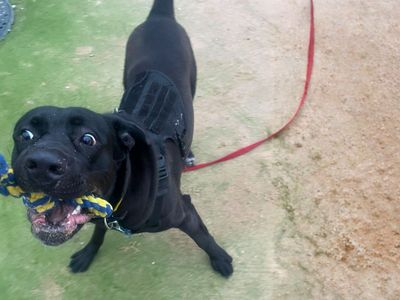 Rufus | Italian Corso Dog Cross | Manchester - 5