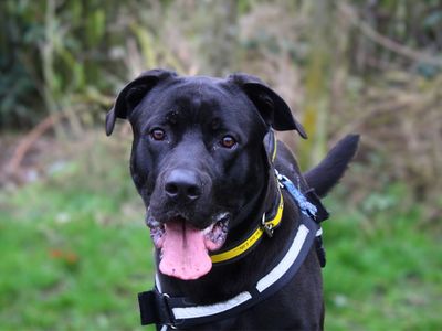 Rufus — Italian Corso Dog Cross