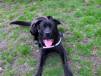 Rufus | Italian Corso Dog Cross | Manchester - 3