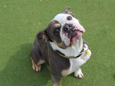Red | Bulldog | Evesham (Worcestershire) - 3