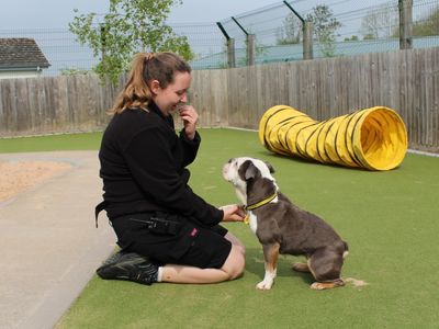 Red | Bulldog | Evesham (Worcestershire) - 2