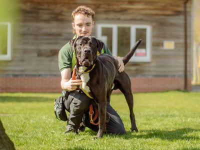 Claude, a 4 years old male Mastiff available for adoption from Dogs Trust in Warwickshire